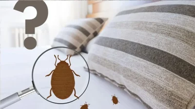 Punaise-de-lit-Mysweetimmo-e1700560693235